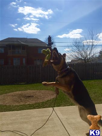 ChicagoGSD Picture 3